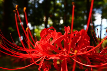 Vivid Red Spider Lily Bloom