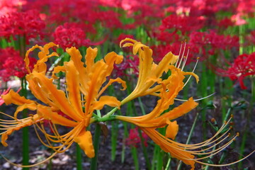 Vivid Yellow Spider Lily Macro
