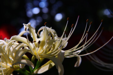 Vivid White Spider Lily Macro