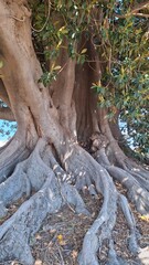 Fototapeta premium Old Morton Bay Fig tree roots
