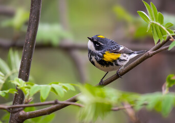Yellow-rumped Warbler in a Bush