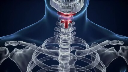 Transparent X-Ray Style Animation Showing Cervical Vertebrae And Neck Structure Ideal For Medical Study, Chiropractic Content, And Anatomy Visualization