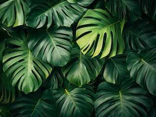 Fototapeta premium Lush Tropical Monstera Deliciosa Leaves Background Texture Vibrant Green Foliage