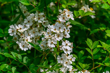 Multiflora Roses at Huron Meadows Metropark, near Brighton, Michigan.