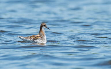 Male Red-necked Phalarope in a pond