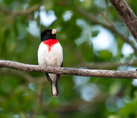 Male Rose-breasted Grosbeak on a tree branch 