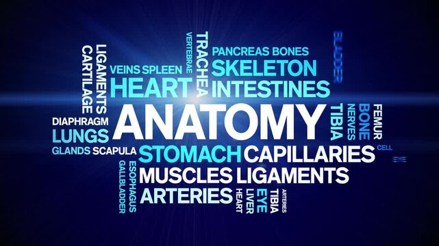 Anatomy animated word cloud-text design animation tag kinetic typography seamless loop.