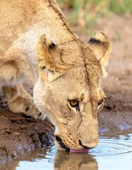 Lioness drinks at Watering Hole on dry land