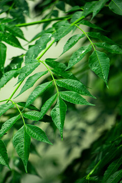 New top leaf of neem plant