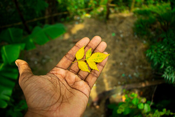 A men holding dead yellow neem leaf on his hand