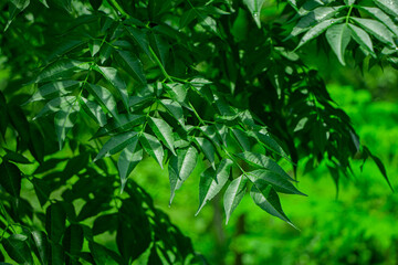 New top leaf of neem tree