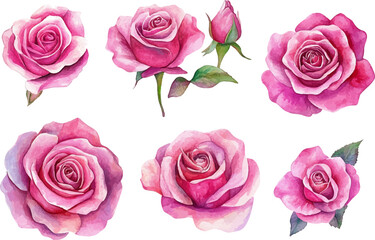 watercolor set of hot pink roses flowers
