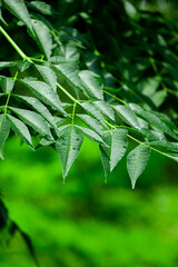 New top leaf of neem tree , herbal tree, medicine tree, indian lilac, neem tree