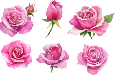 set of pink roses