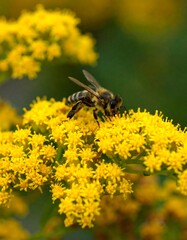 Honeybee Feeding on Goldenrod Flowers in a Summer Garden