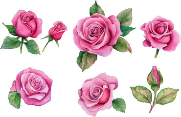 set of roses flowers vector illustration