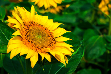 Sun flower blooming in garden
