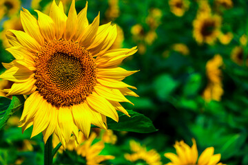 Obraz premium Sunflower blooming in the field