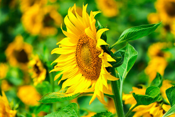 Sunflower blooming in the field