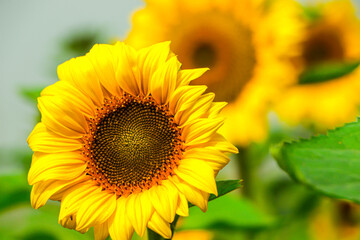 Bright sunflower blooming in garden