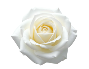 A perfect, pristine white rose, elegantly displayed against a stark black backdrop