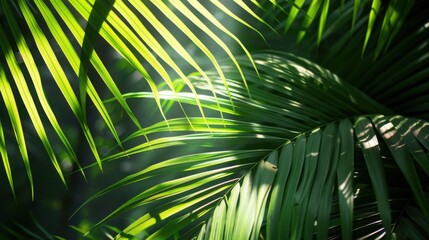 palm tree leaf