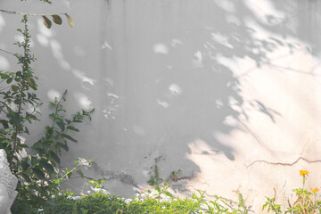 Old white concrete wall background with shadow of tree and green plant flower growing