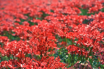 群生するヒガンバナ