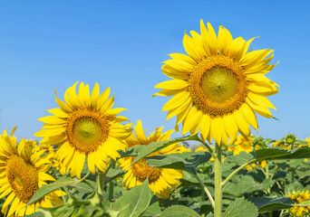Sunflowers yellow flowers blooming on the plantation field in sunny day with  blue sky 