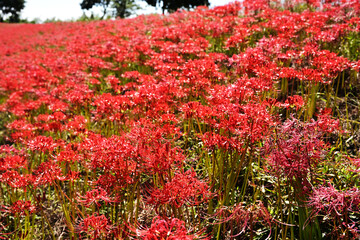 真っ赤に染まる彼岸花