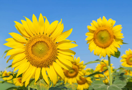 Sunflowers large yellow flowers blooming in plantation field summer on blue 