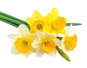 Close-up of a cluster of daffodils, vibrant yellow and cream-colored blooms with green leaves