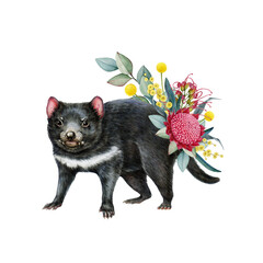 Tasmanian devil with floral decor hand drawn watercolor illustration. Tasmanian devil Australian endemic mammal with Australia wildflowers native flora decoration on white background
