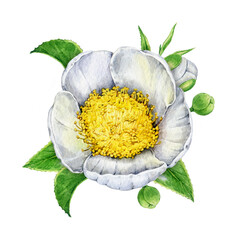 Green tea flower with leaves and buds isolated on white background. Hand drawn vintage style watercolor illustration. Camellia sinensis blooming green tea blossom natural element with green leaf