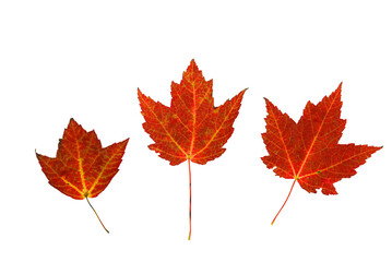 colorful autumn maple leaves isolated on white background