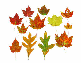 Fototapeta premium colorful autumn leaves isolated on white background