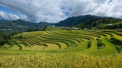 Landscape with green and yellow rice terraced fields and cloudy sky near Ha Giang Loop in northern Vietnam