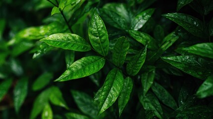 Lush Green Leaves with Raindrops in Natural Forest Environment