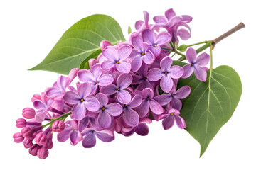 Close up of a vibrant purple lilac flower cluster with green leaves bloom blossom