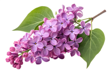 Close up of a vibrant purple lilac flower cluster with green leaves bloom blossom