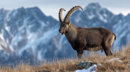 Wild ibex with large horns on a mountain slope