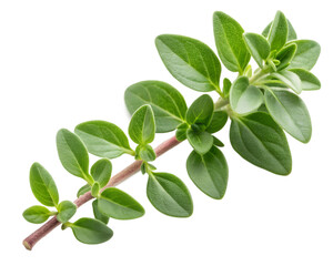 Fresh green thyme herb sprig with small oval leaves on dark background spice