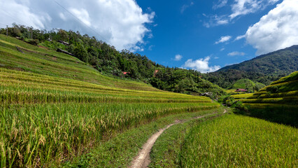 Landscape with green and yellow rice terraced fields and cloudy sky near Ha Giang Loop in northern Vietnam