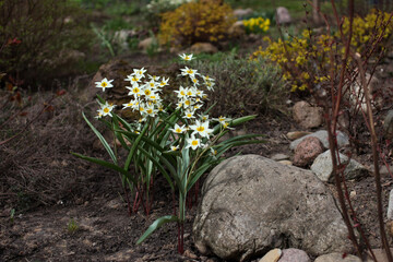 Tulips blooming in the garden