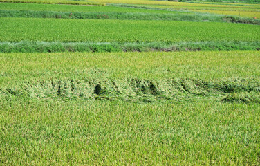 倒れる稲
