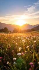 Meadow at sunset