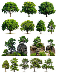 Collection of various trees and rocks