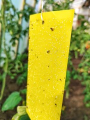 Many whiteflies and other insects stuck to a yellow sticky plate in a farmer's greenhouse