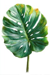 Split-leaf philodendron with damaged tips