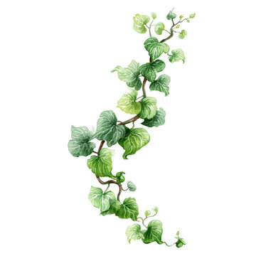 Isolated watercolor style ivy vine with vibrant green leaves and transparent backdrop.